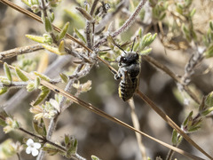 Megachile canariensis
