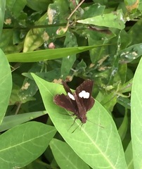 Notocrypta paralysos varians