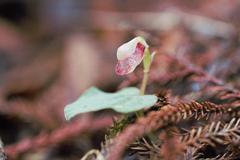 Corybas rotundifolius