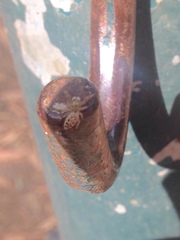 Metaphidippus