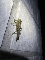 Trachyzulpha formosana