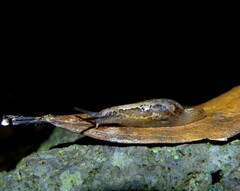 Madeirovitrina ruivensis