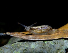Madeirovitrina ruivensis