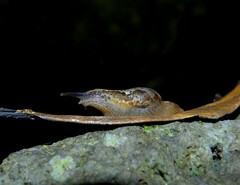 Madeirovitrina ruivensis