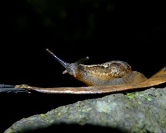 Madeirovitrina ruivensis