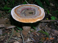 Sanguinoderma