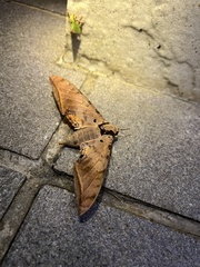 Ambulyx sericeipennis