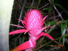 Ananas comosus bracteatus