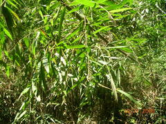 Merostachys