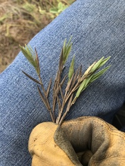 Urochloa ciliatissima