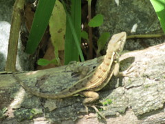 Sceloporus utiformis