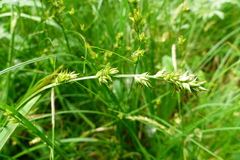 Carex leersii
