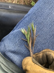 Urochloa ciliatissima