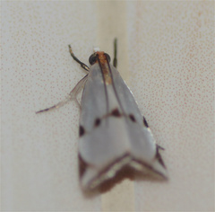 Argyria lacteella