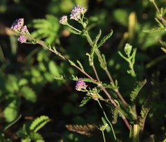 Achillea roseo-alba