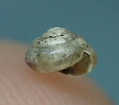 Euconulus fulvus
