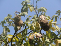Zeyheria tuberculosa
