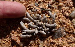 Anacampseros papyracea