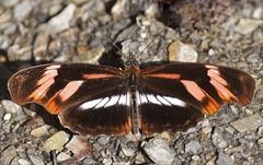 Podotricha telesiphe