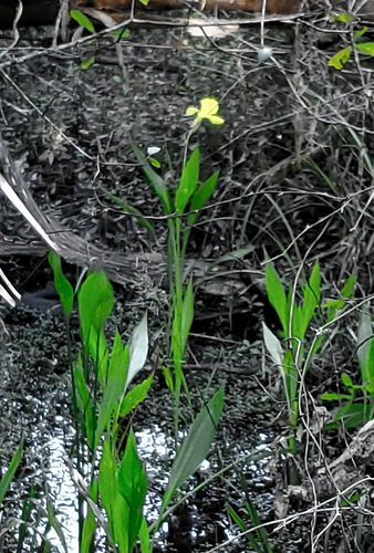 Bandanna of the Everglades (Canna flaccida)