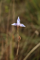Moraea elliotii