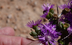Ruschia spinosa