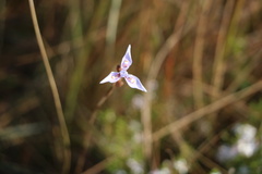 Moraea elliotii
