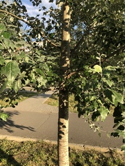 Populus alba