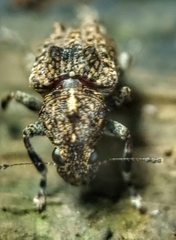 Pantorhaenas conspersus