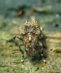 Pantorhaenas conspersus