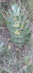 Asclepias latifolia