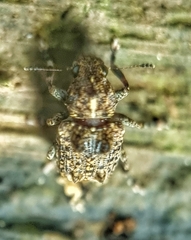 Pantorhaenas conspersus