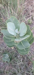 Asclepias latifolia