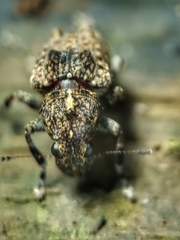 Pantorhaenas conspersus