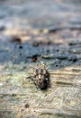 Pantorhaenas conspersus
