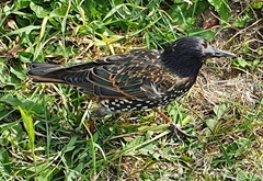 Sturnus vulgaris