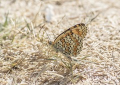 Melitaea pseudornata