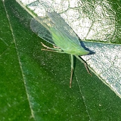 Rhynchomitra