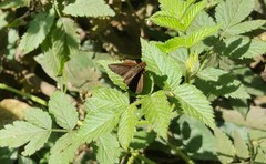 Miltomiges cinnamomea