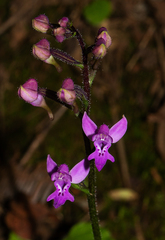 Cynorkis kassneriana