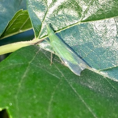 Rhynchomitra