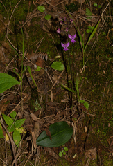 Cynorkis kassneriana