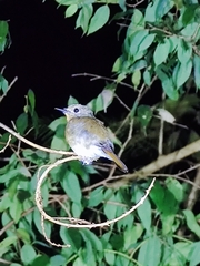 Ficedula westermanni