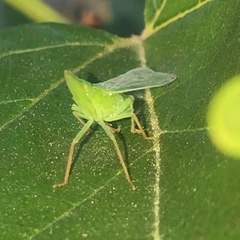 Rhynchomitra