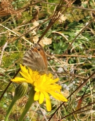 Coenonympha pamphilus