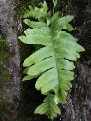 Polypodium calirhiza