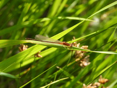Ischnura asiatica