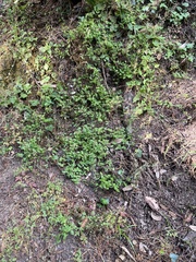 Campanula prenanthoides