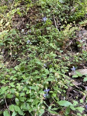 Campanula prenanthoides
