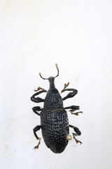 Aclees taiwanensis